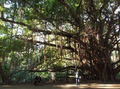 An amazing Ficus with roots trailing down like tendrils from the branches. The Jardin d'Essai.